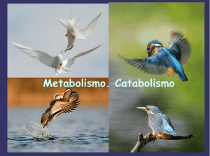 Metabolismo. Catabolismo - Cambios de configuración no servidor