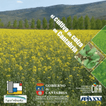 cultivo colza Cantabria