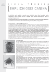 ehrlichiosis canina - Laboratorio Mayors