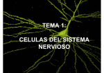 tema 1: celulas del sistema nervioso