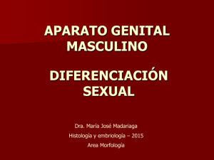 APARATO GENITAL MASCULINO DIFERENCIACIÓN SEXUAL