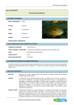 Percasol (Lepomis gibbosus) - Proyecto LIFE MedWetRivers