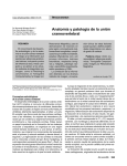 Anatomía y patología de la unión craneovertebral