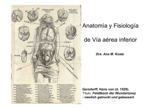 Anatomía y Fisiología de Vía aérea inferior