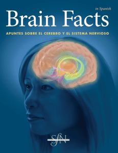 Brain Facts - Universidad Veracruzana