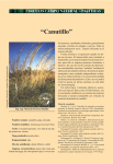 Canutillo - Plan Agropecuario