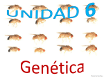 Unidad 6: Genética