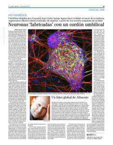 Neuronas `fabricadas` con un cordón umbilical