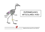 enfermedades articulares aves