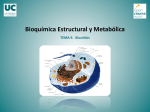 Bioquímica Estructural y Metabólica: Glucólisis.
