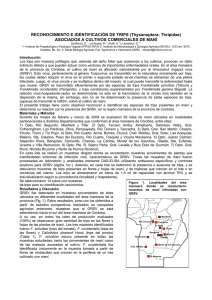 RECONOCIMIENTO E IDENTIFICACI&Oacute;N DE TRIPS