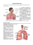 18-Sistema Respiratorio