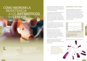 resistencia a los antibióticos en cerdos