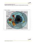 SET DE IMAGENES DE CÉLULAS Imágenes tomadas desde: http