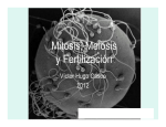 Mitosis, Meiosis y Fertilización