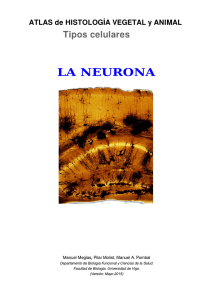 la neurona - Atlas de Histología Vegetal y Animal