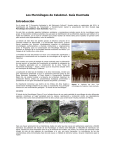 Los murciélagos de Calakmul: Guía ilustrada