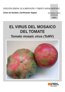 El virus del mosaico del tomate