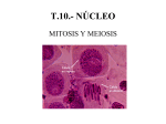 T.10.- Núcleo y división celular Mitosis y meiosis