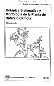 Botanica Sistematica y Morfologia de la Planta de Batata o Camote