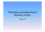 Fisiología y envejecimiento Aparato urinario