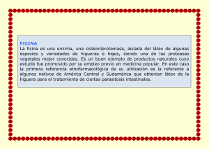 FICINA La ficina es una enzima, una cisteinilproteinasa, aislada del