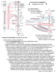 los nervios sympáticos diagrama en rojo