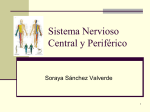 Sistema Nervioso Central y Periférico