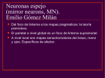 Neuronas espejo (mirror neurons, MN). Emilio Gómez Milán