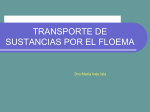 Translocación floemática Descarga del floema