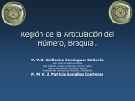 Región de la Articulación del Húmero, Braquial.
