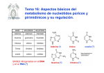 Tema 16: Aspectos básicos del metabolismo de nucleótidos