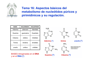Tema 16: Aspectos básicos del metabolismo de nucleótidos