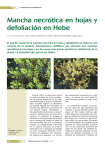 Mancha necrótica en hojas y defoliación en Hebe