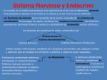 Sistema Nervioso y Endocrino