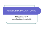 anatomia palpatoria - Fisiokinesiterapia