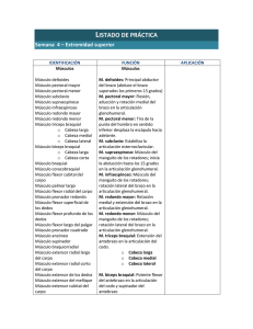 lista de identificación extremidad superior