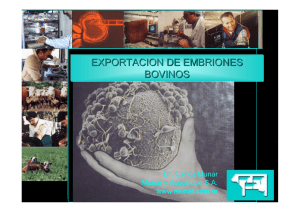 EXPORTACION DE EMBRIONES BOVINOS