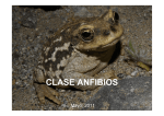 clase anfibios - U