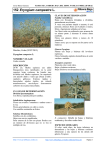 152.Eryngium campestre - Comarca Ribera Baja del Ebro
