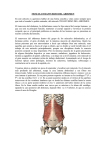 musculo transverso abdominal