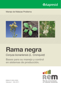 Rama negra - Roundup Ready Plus