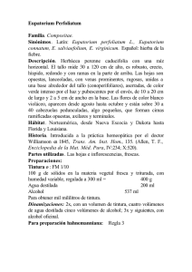Eupatorium Perfoliatum Familia. Compositae. Sinónimos. Latín