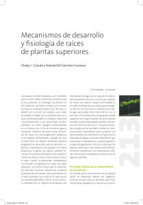 Mecanismos de desarrollo y fisiología de raíces de plantas superiores