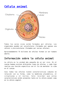 Célula animal - Escuelapedia