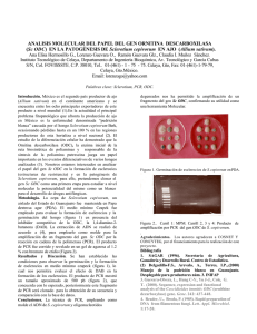 ANALISIS MOLECULAR DEL PAPEL DEL GEN ORNITINA