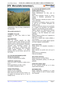 079.Mercurialis tomentosa - Comarca Ribera Baja del Ebro