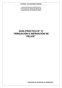 irrigación e inervación de pelvis