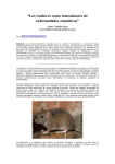 Los roedores como transmisores de enfermedades