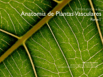Anatomía de Plantas Vasculares - Laboratorio de Sistemática de